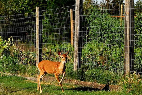 Deer Fencing